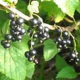 Mustaherukka Melalahti 3kpl/pkt