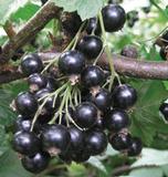 Mustaherukka Mikael FinE, astiakoko 3L