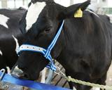 Nylonpäitset nuorkarjalle DeLaval