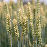 Helmi kevätvehnä luomu 800 kg