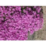 Sammalleimu Atropurpurea