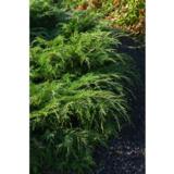 Tuivio, myyntileveys 30-40 cm, astiakoko 3L