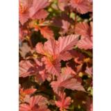 Heisiangervo Amber Jubilee™, astiakoko 3L