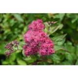 Ruusuangervo Froebelii, astiakoko 3L