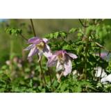 Kruunukärhö Markhams Pink, astiakoko 1L