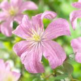 Loistokärhö Comtesse De Bouchaud, astiakoko 2L