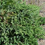 Sinilaakakataja Wiltonii, myyntileveys 25-30 cm, astiakoko 3L