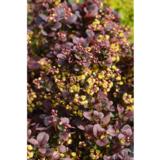 Purppurahappomarja Concorde, astiakoko 3L