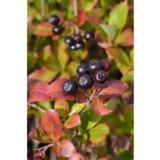 Koristearonia, astiakoko 2L