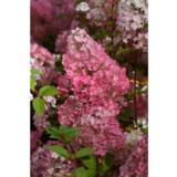 Syyshortensia Diamant Rouge®, astiakoko 3 L