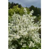 Helmipensas Lotus Moon™, astiakoko 3L