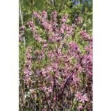 Kääpiömanteli Fire Hill rungollinen