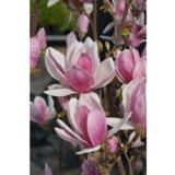 Magnolia Satisfaction, astiakoko 3L