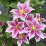 Loistokärhö Piilu, astiakoko 2L