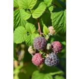 Vadelma Glen Coe, astiakoko 2L