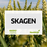 Skagen kemiallisesti peitattu syysvehnä