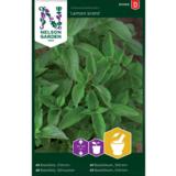 Sitruunabasilika, 'Lemon Scent'