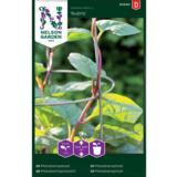 Malabarinpinaatti, 'Rubra'