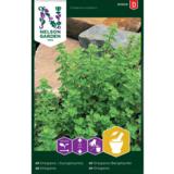 Oregano/ Mäkimeirami