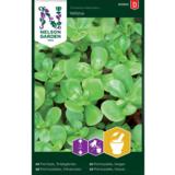 Vihannesportulakka, Yellow