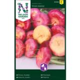 Kaskinauris, 'Enon kanta'