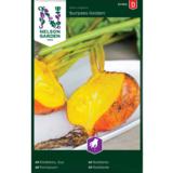 Punajuuri, 'Burpees Golden'