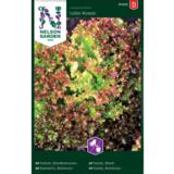 Bataviasalaatti, 'Lollo Rossa'