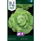 Keräsalaatti, 'Hilde II', kylvönauha