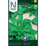 Salaattivuonankaali, 'Verte de Cambrai'