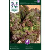 Lehtisalaatti, Amerikkalainen