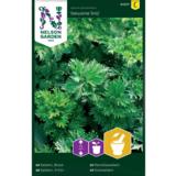 Selleri, Yrtti, 'Gewone Snij'