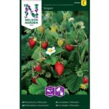 Kuukausimansikka, 'Rügen'