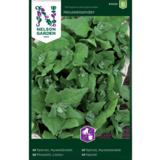 Lamopinaatti, Uudenseelannin