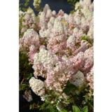 Syyshortensia Sundae Fraise rungollinen 90