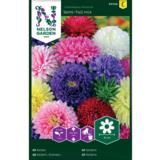 Kiinanasteri, Semi-Tall, väriseos