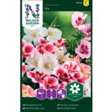 Isosilkkikukka, väriseos