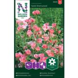 Isosilkkikukka, 'Sybil Sherwood'