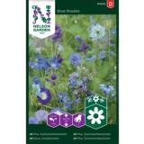 Seos sinisiä kesäkukkia