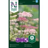 Rikkaporkkana, 'Dara'