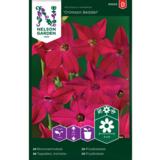 Koristetupakka, 'Crimson Bedder'