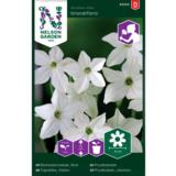 Valkotupakka, 'Grandiflora'