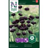 Ruiskaunokki, 'Black Boy'