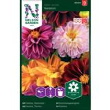 Tarhadaalia, 'Redskin', väriseos