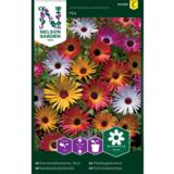 Keskipäivänkukka, väriseos