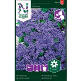 Heliotrooppi, 'Marine'