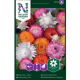 Iso-olkikukka, väriseos