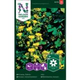 Kanarianköynnöskrassi