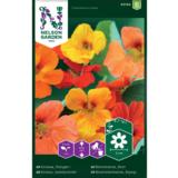 Isoköynnöskrassi, väriseos