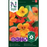 Isoköynnöskrassi, väriseos, suurpussi