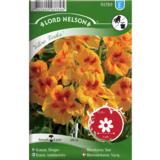 Isoköynnöskrassi, 'Yellow Troika'